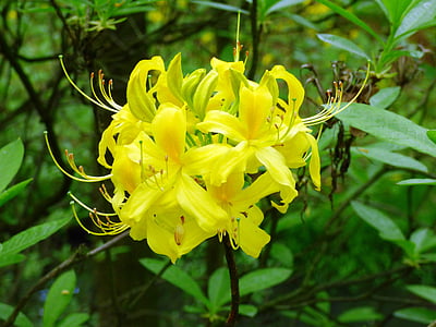Rhododendron, fleur, azalée, azalées, jaune, fleurs, plantes