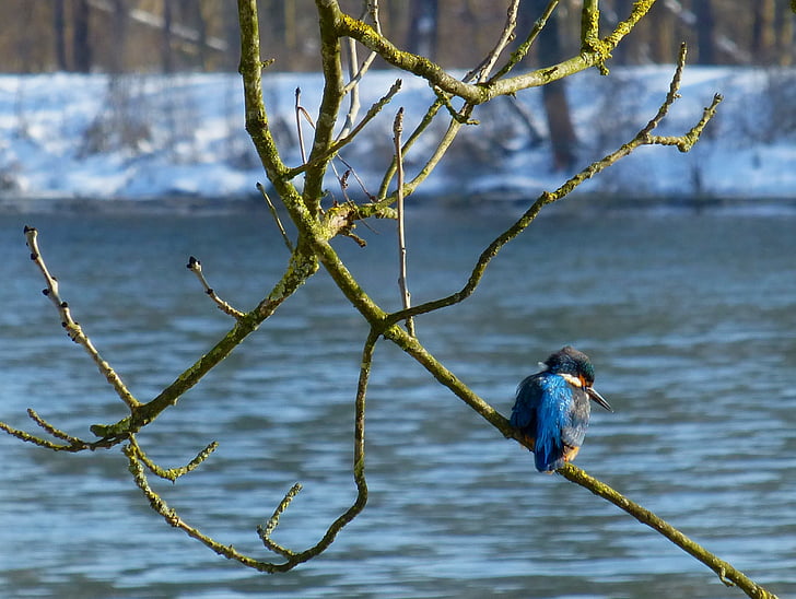 Kingfisher, vták, Dunaj, zimné, Príroda, voľne žijúcich živočíchov, zviera