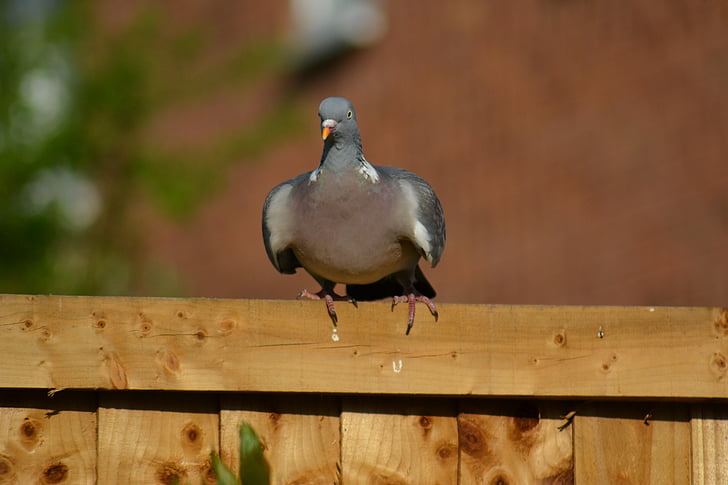 holuba hřivnáče, Holub, zobák, Columba Livia f. domestica, volně žijících ptáků, sedí na plotě, pernaté