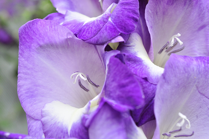 gladiolus, purple, summer, flower