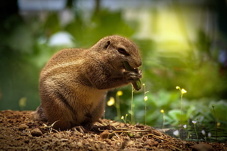 voverė, valgyti voverės, mielas, mielas, gyvūnų, gimtoji laukinės gamtos, kailinis