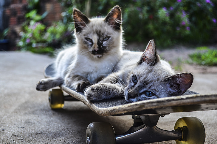 mačka, skateboard, vožnja, Hišni ljubljenčki, domače mačke, srčkano, živali