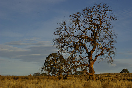 drzewo, Outback, krajobraz, Australia