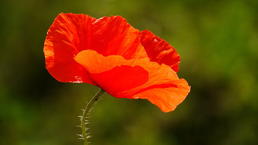 poppy, flower, red, nature, plant, summer, close-up