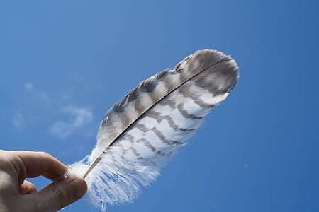 person, holding, animal, feather, feathers, human hand, blue