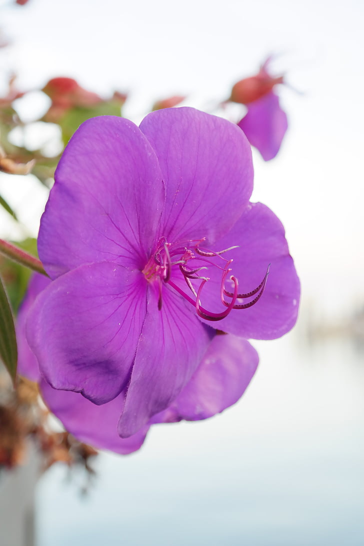 container plant, blossom, bloom, violet, purple, flower, tibouchina