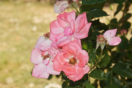 color de rosa, flor, floración, cerrar, Ramira, Rosa escalada, Rosaceae