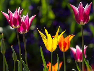 tulipány, jaro, světlo, barevné, žlutá, světlé, Příroda
