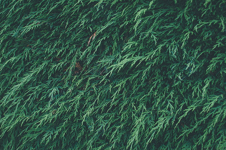 grön, Hedge, Pine, gräs, bakgrunder, naturen, mönster