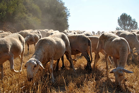 овцы, Коза, Природа, стадо, ферма, животное, животные фермы