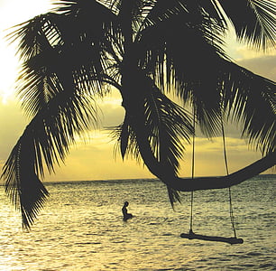 silhuett, kokos, treet, Swing, nær, sjøen, stranden