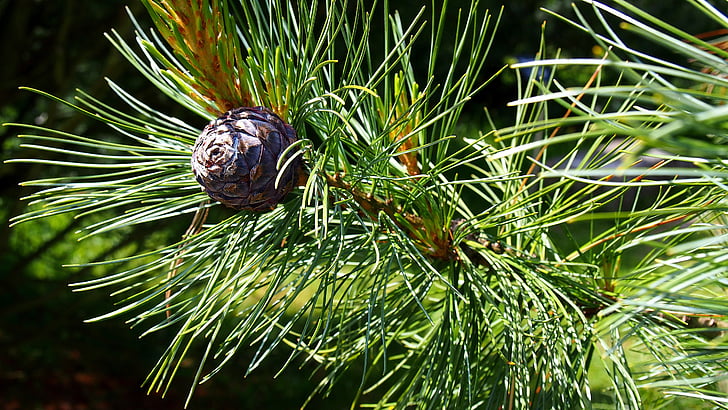 pine cone, iglak, tree, nature, sprig, coniferous, cones