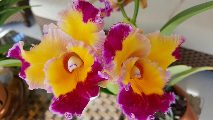 orchidej, Dick smith, cattelya