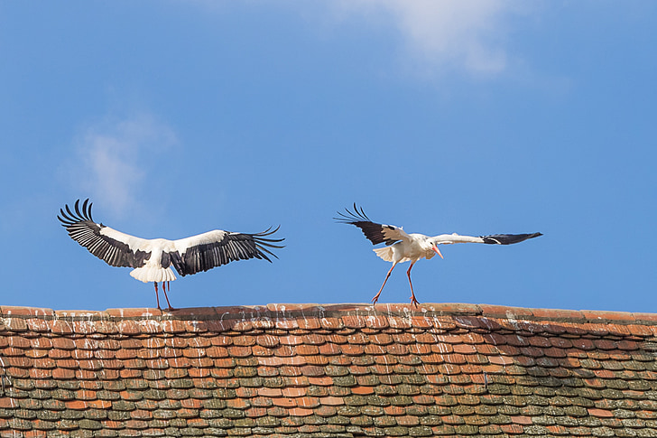 stork, bird, animal, fly, white stork, rattle stork, nature