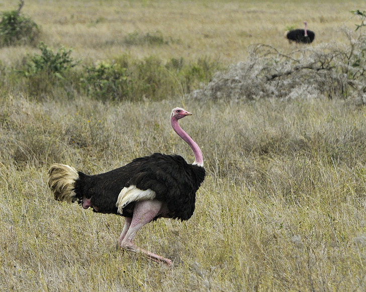 ostrich, bird, wildlife, feather, nature, running, serengeti
