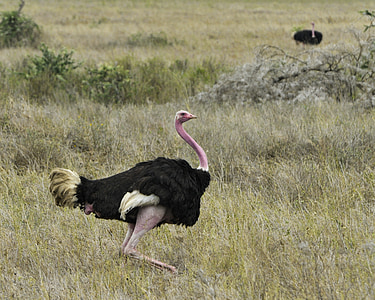 avestruz, pássaro, vida selvagem, pena, natureza, em execução, Serengeti