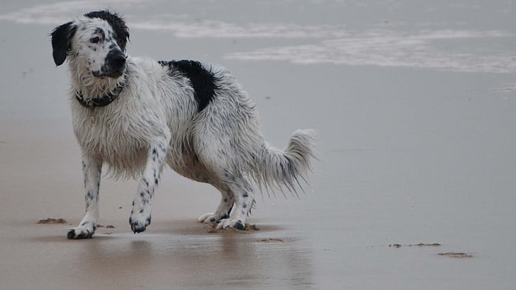 beach, frisian stabij, stabij, stabijna, wetterhoun, dog, action