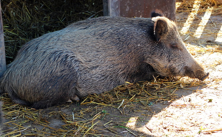 boar, pig, sow, mammal, lying, sleeping, wild animal
