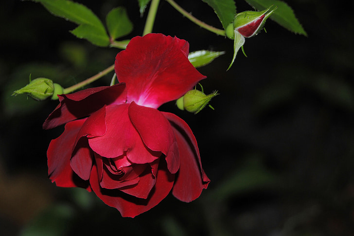 Rosa, flor, flor, roses de jardí