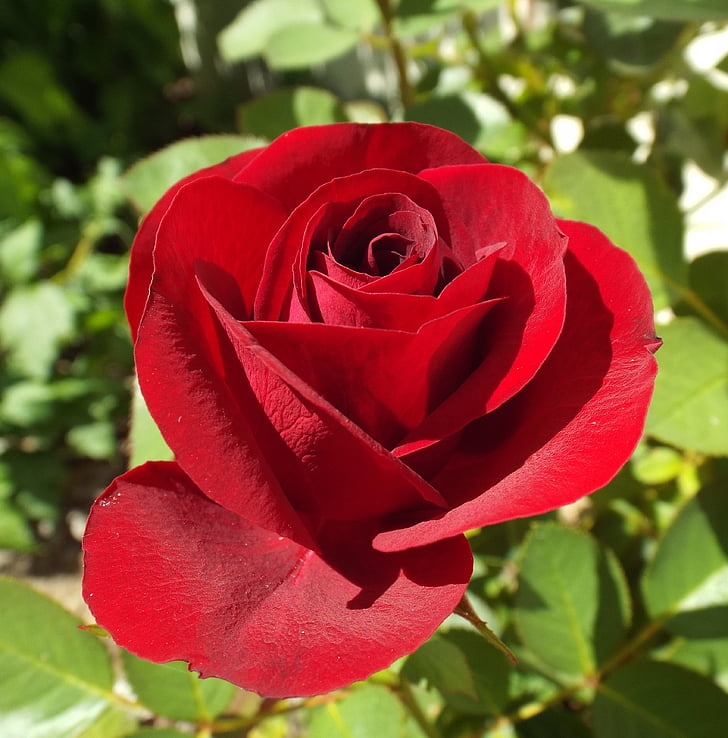 Rosa, jardí del monestir, l'estiu, flors