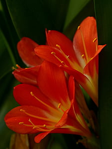 Amarylis, jedovatá rostlina, okrasná rostlina, oranžový květ, Příroda, závod, květ