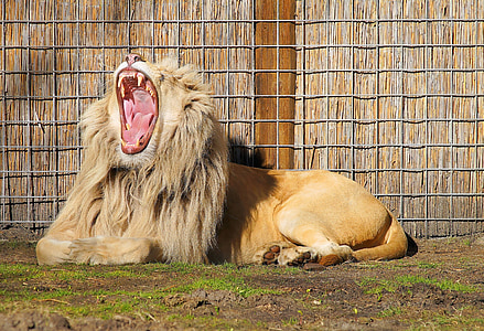 Leão, orgulho, linda, os pés, dente, Juba, predador