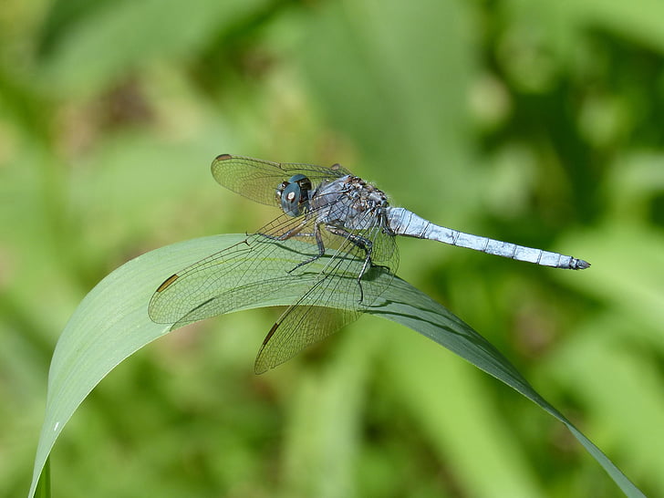 blue dragonfly, leaf, wetland, orthetrum cancellatum, dragonfly, river, greenery