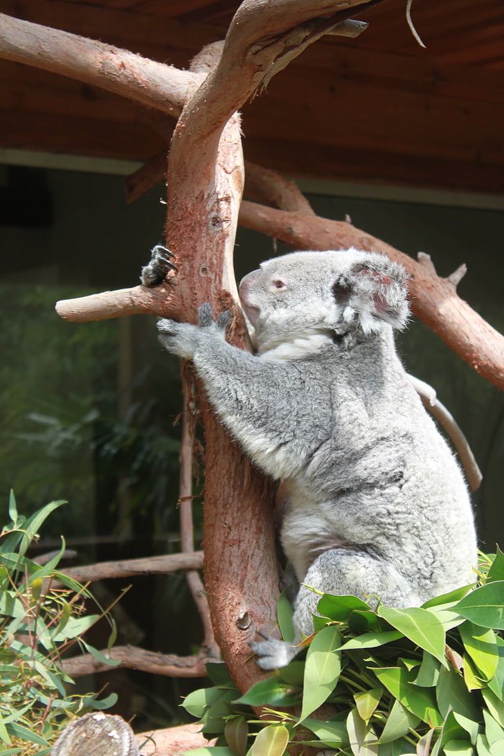 Koala, medveď, milý, zviera, voľne žijúcich živočíchov, divoké, zoológia