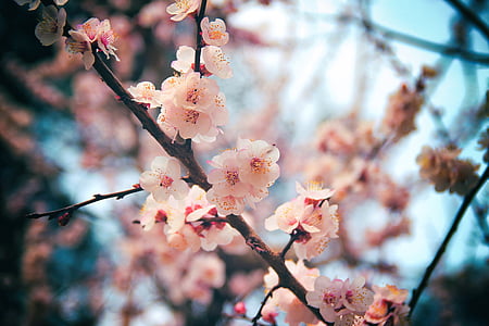 Cherry blossom, Daegu, trä