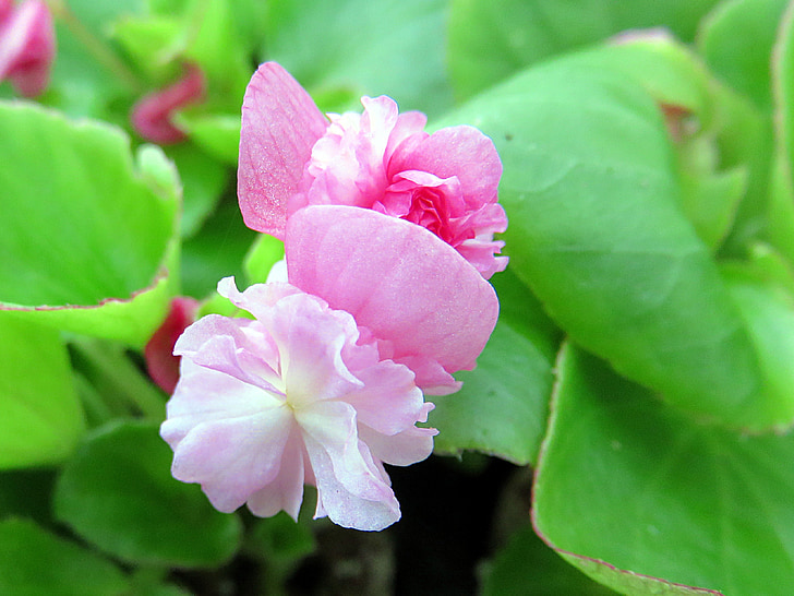 natur, blomst, Begonia, Pink