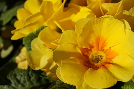 flores, prímulas, primavera, flor, naturaleza, amarillo, floración
