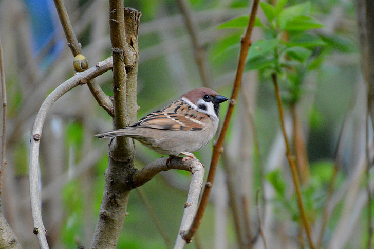 Sparrow, oiseau, mouche, nature, animal, aile, plume