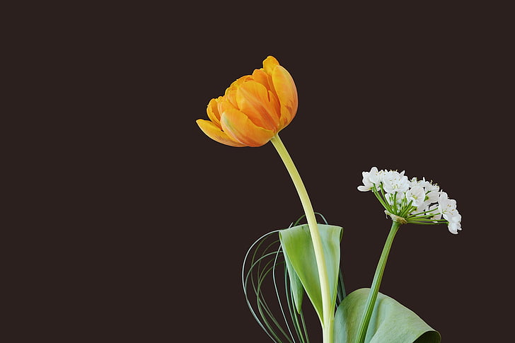 flowers, tulip, blossom, bloom, orange, leek flower, white