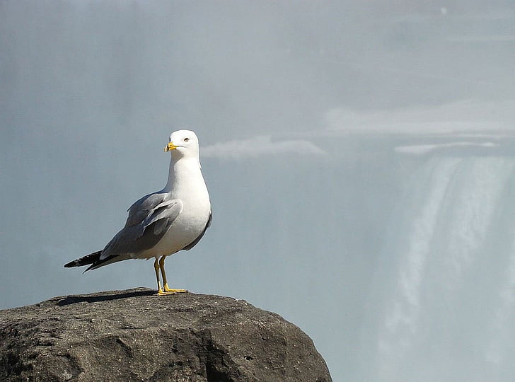seagull, bird, mist, falls, water, stone, animal