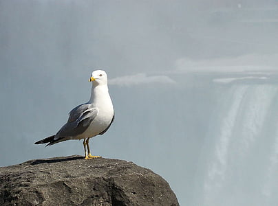 Seagull, fågel, dimma, Falls, vatten, sten, djur