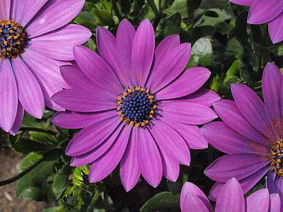 Маргарита, Борнхольм Маргарита, фіолетовий, цвітіння, цвітіння, суцвіття, stamen