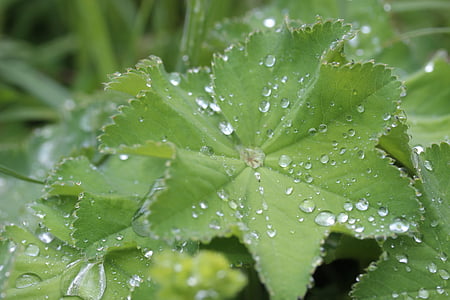 frauenmantel, 药用植物, 草本植物, 植物区系, 雨滴, 宏观, 属