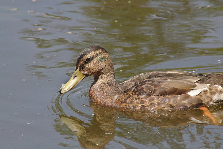 duck, chicks, water, waters, pond pour, city, park