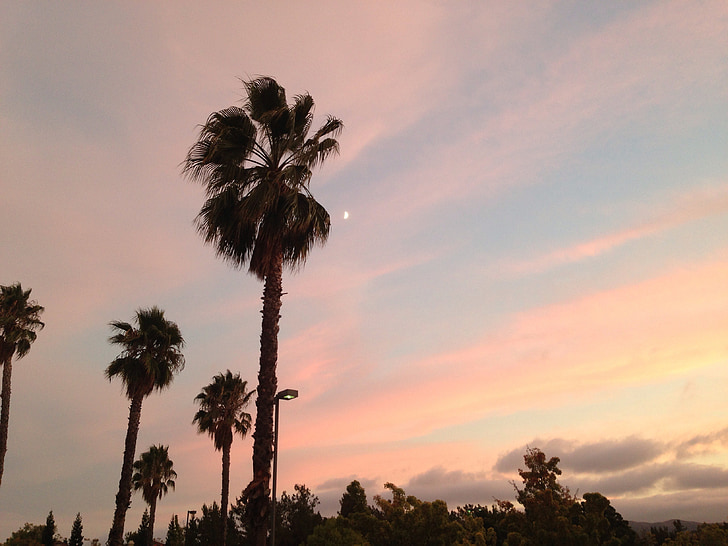 zachód słońca, palmy, Tropical, niebo, chmury, na zewnątrz, sceniczny