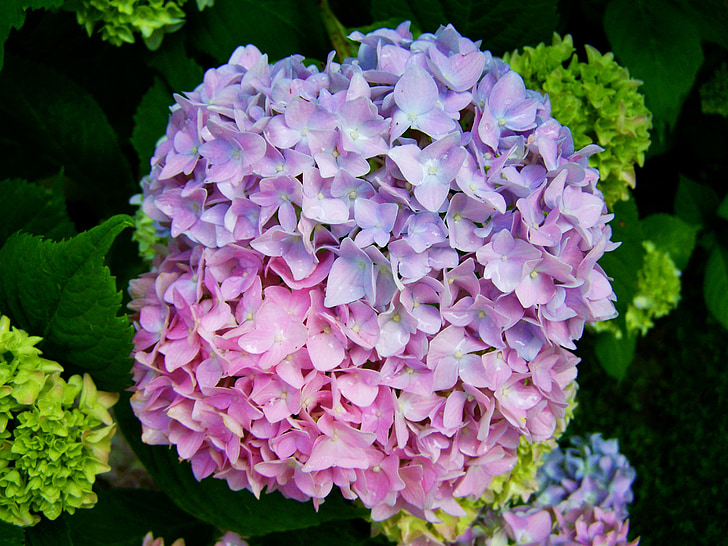 bledo fialová-ružová hortenzie, kvetinová záhrada, letné kvety
