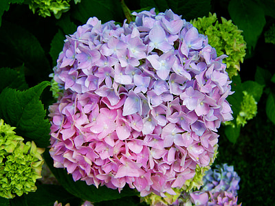 kahvatu lilla-roosa Hortensia, lilleaed, Suvine lill