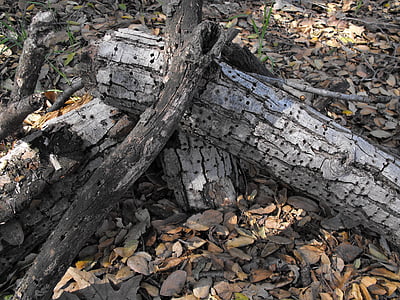 madera, seco, se pudrieron, natural, pájaro carpintero, insectos, de la descomposición