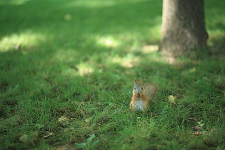 écureuil, écureuil sur l’herbe, herbe, vert, herbe verte, animal, manger