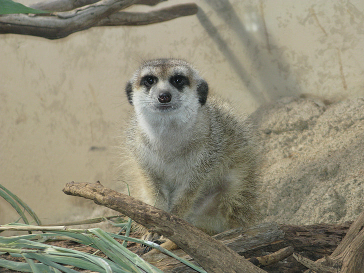 Meerkat, ζώο, θηλαστικό, Χαριτωμένο, Ζωολογικός Κήπος, πλάσμα