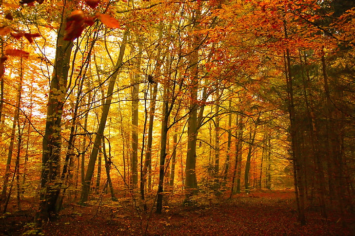 hösten, gyllene, träd, trä, faller, Park, naturen