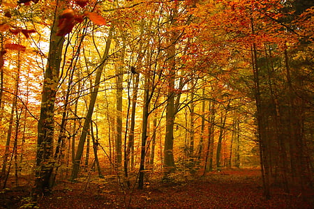 autumn, golden, trees, wood, fall, park, nature