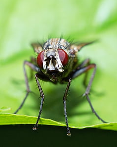 fluga, makro, ögon, insekt, naturen, Stäng, sammansättningen synar