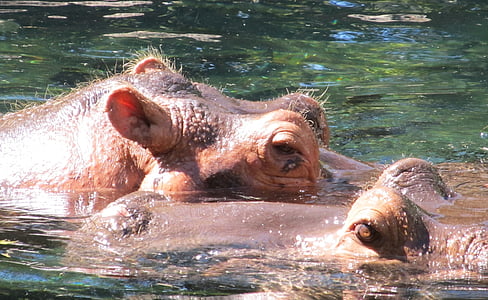 hippopotame, hippopotames, Portrait, eau, gros, faune, nature