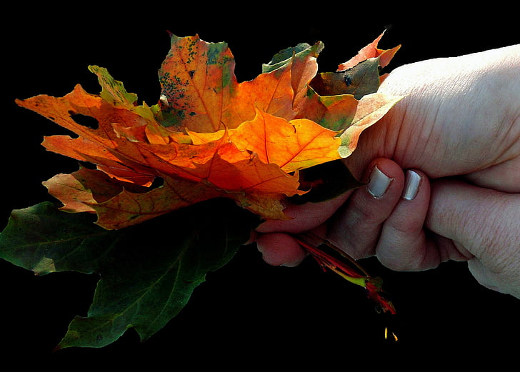 Javor, javorov list, list, lišće, šarene, boja, boje