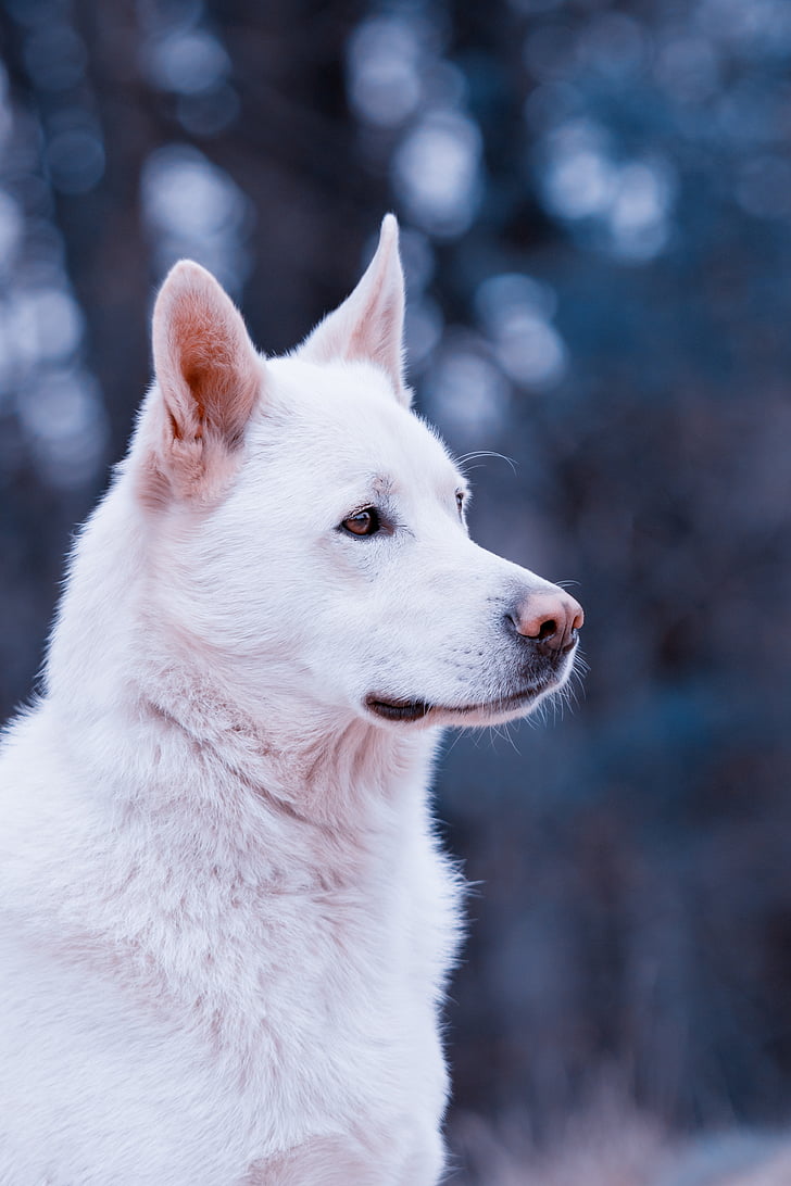 adorable, animal, animal portrait, blur, close-up, cute, dog